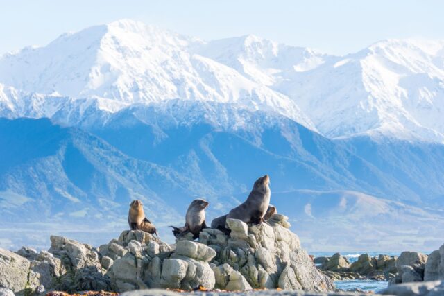 카이코우라 (Kaikoura)