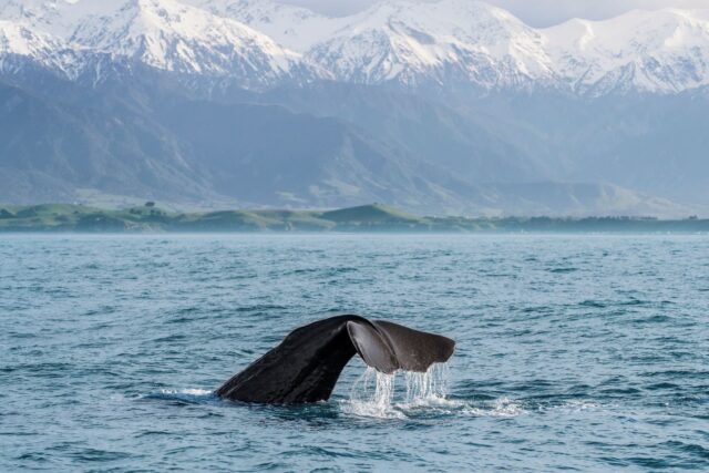 카이코우라 (Kaikoura)