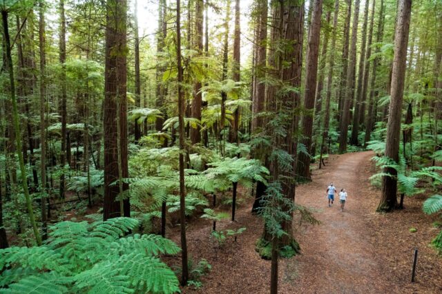 레드우드 화카레와레와 포레스트 (The Redwoods Whakarewarewa Forest)