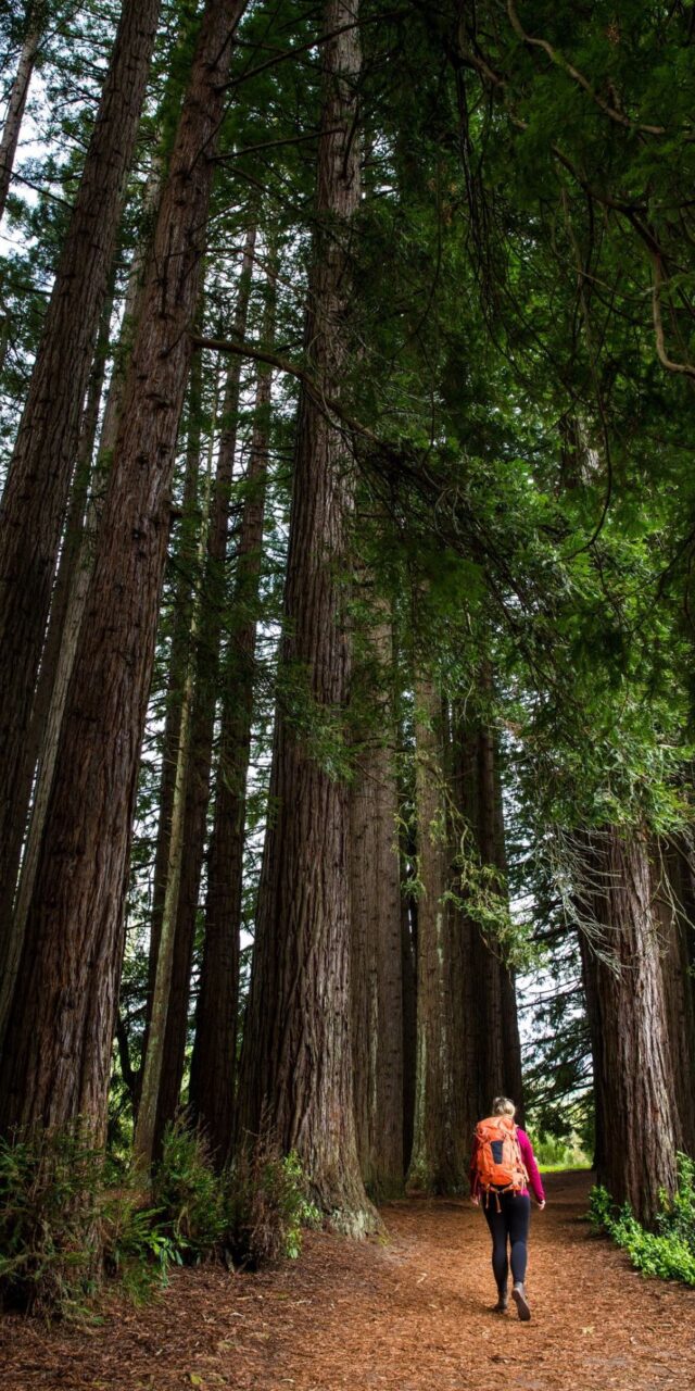 레드우드 화카레와레와 포레스트 (The Redwoods Whakarewarewa Forest)