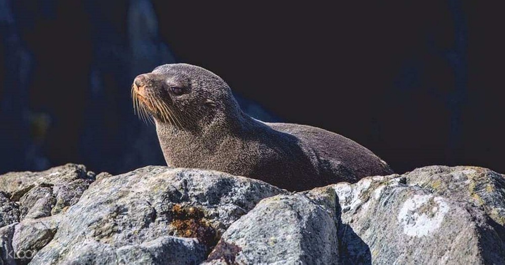 피요르드랜드 국립공원 (Fiordland National Park)