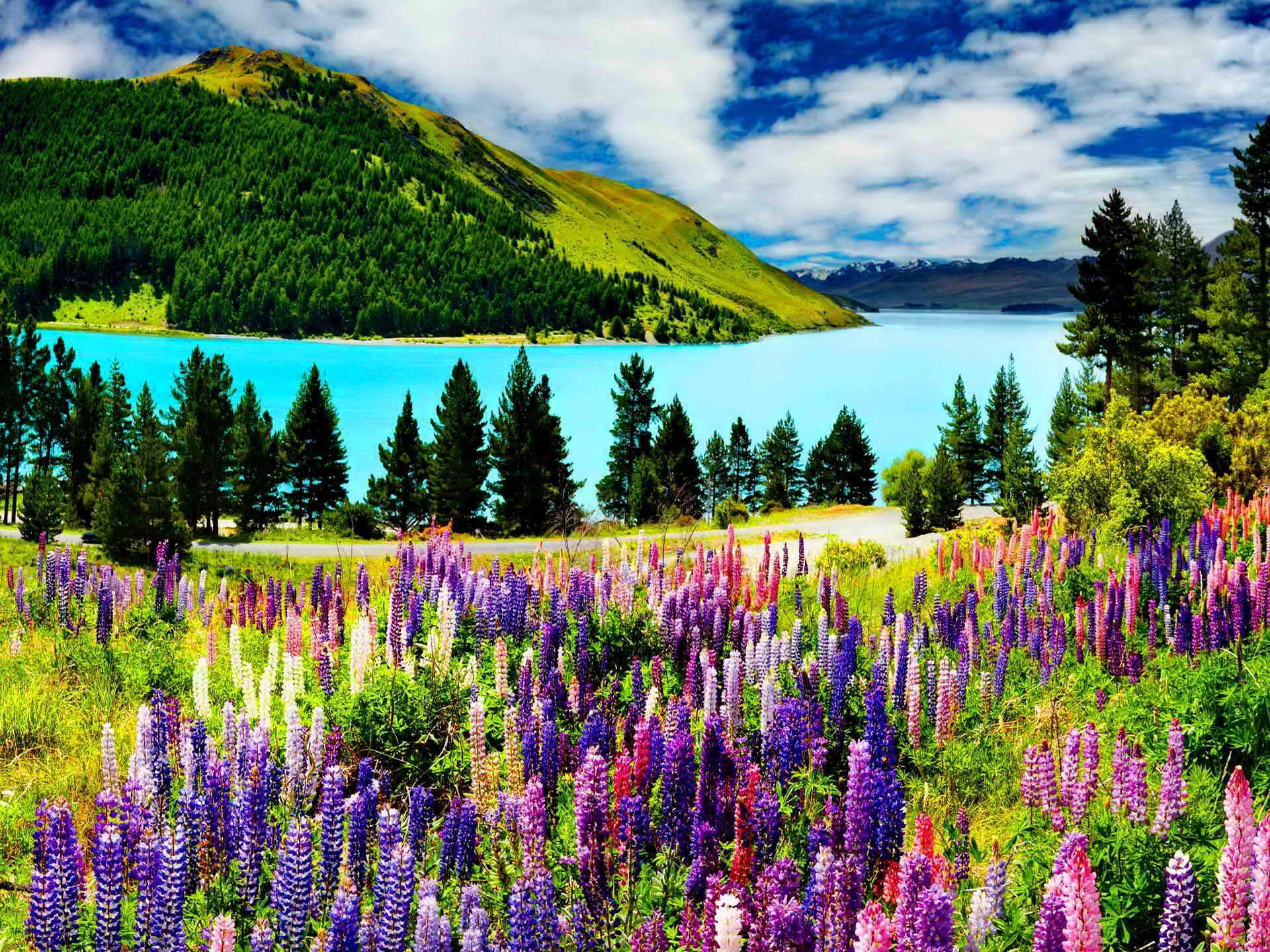 테카포 호수 (Lake Tekapo)